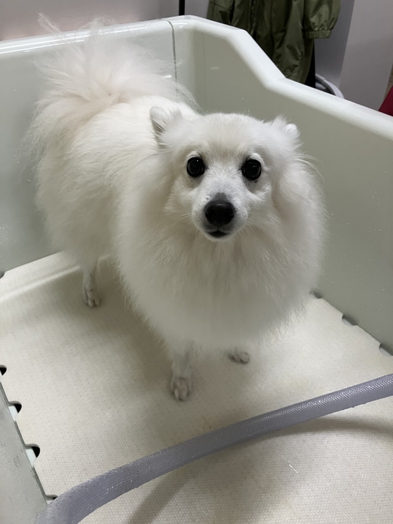日本スピッツのぐみちゃん - 柏 ドッグ（犬）セルフシャンプー